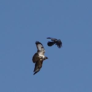 Long-legged Buzzard