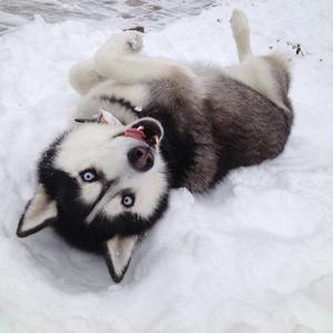 Siberian Husky