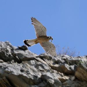 Common Kestrel