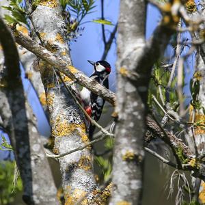 Great Spotted Woodpecker