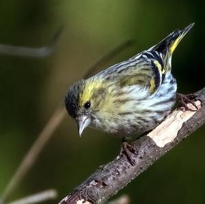 Eurasian Siskin