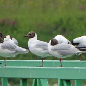 Black-headed Gull