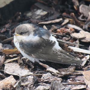 Northern House-martin