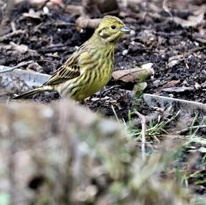 Yellowhammer