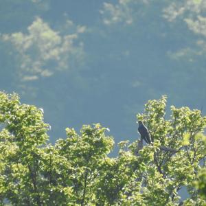 Common Cuckoo