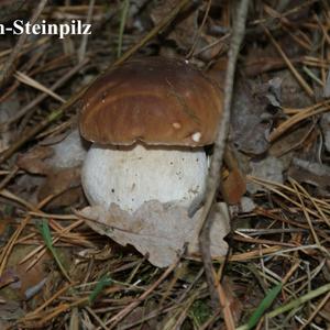 King Bolete