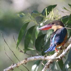 Stork-billed Kingfisher