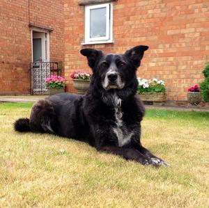 Unknown Breed