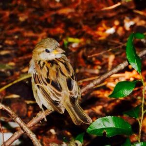 House Sparrow