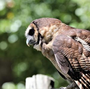 Eurasian Eagle-owl