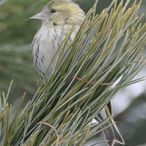 Eurasian Siskin