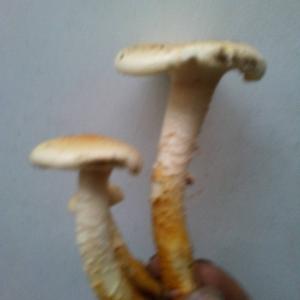 Scaly Pholiota