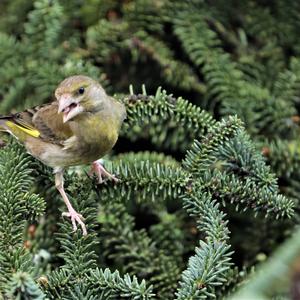 European Greenfinch