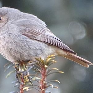 Black Redstart