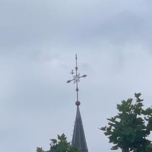 Common Kestrel