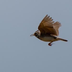 Crested Lark