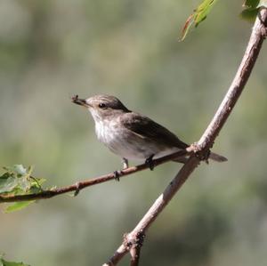 Spotted Flycatcher