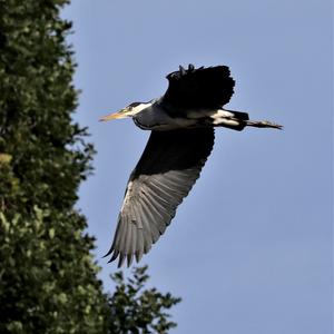 Grey Heron