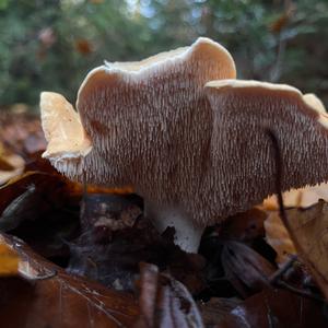 Hedgehog Fungus, Common