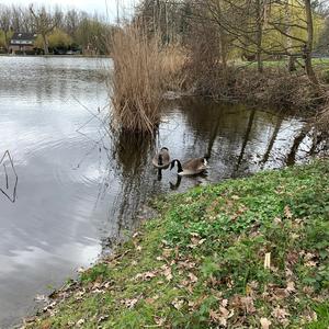 Canada Goose