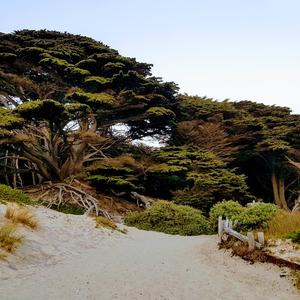 Cypress (Monterey)