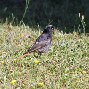 Black Redstart