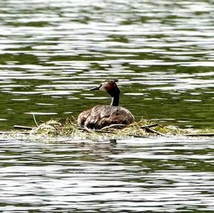 Great Crested Grebe