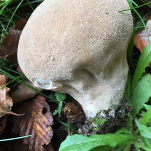 Pestle-shaped Puffball