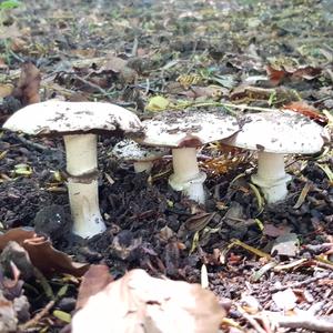 Meadow Agaric