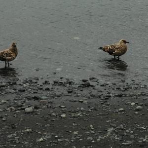 Great Skua