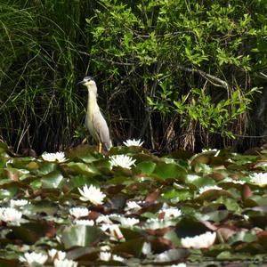 Black-crowned Night-heron