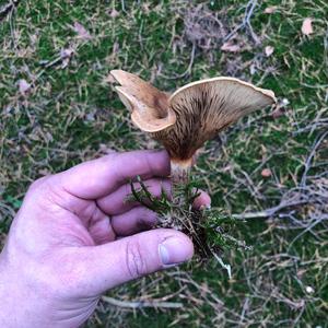 Tawny Funnel-cap