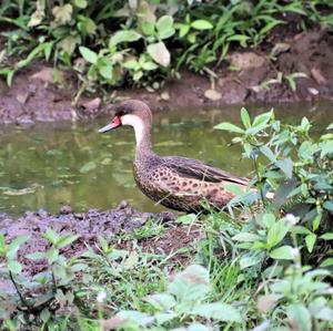 White-cheeked Pintail