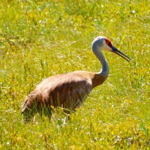 Sandhill Crane