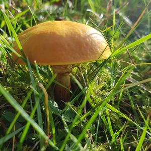 Larch Suillus