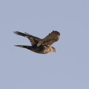 Eurasian Sparrowhawk