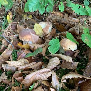 King Bolete