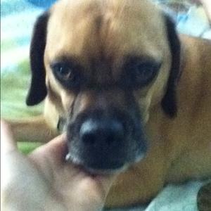 Unknown Breed
