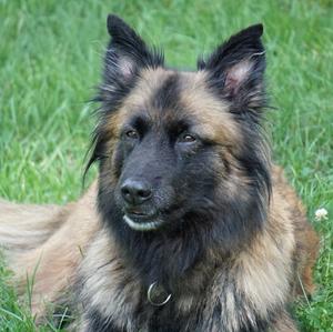 Belgian Tervuren