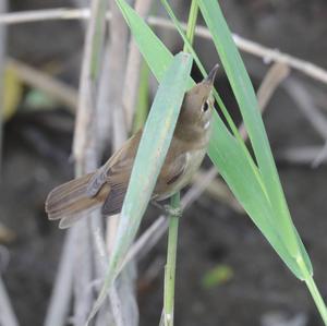 Eurasian Reed-warbler