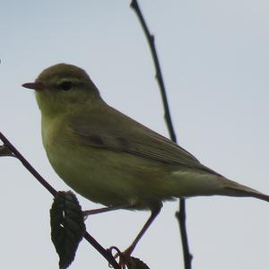 Willow Warbler