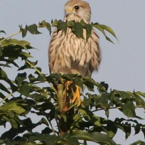 Common Kestrel