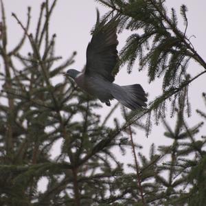 Common Wood-pigeon