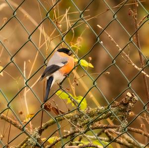 Eurasian Bullfinch