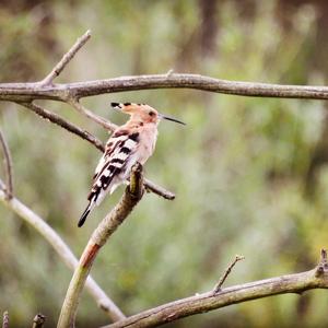 Eurasian Hoopoe