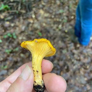 Chanterelle, Common