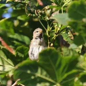 Common Chiffchaff