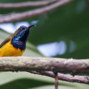 Olive-backed Sunbird