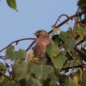 Common Redpoll