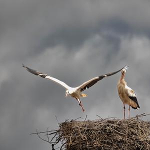 White Stork